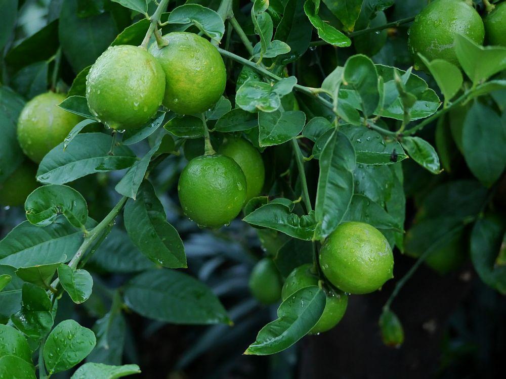 Цитрус × aurantifolia: характеристика, среда обитания, свойства, уход - биология - 2024