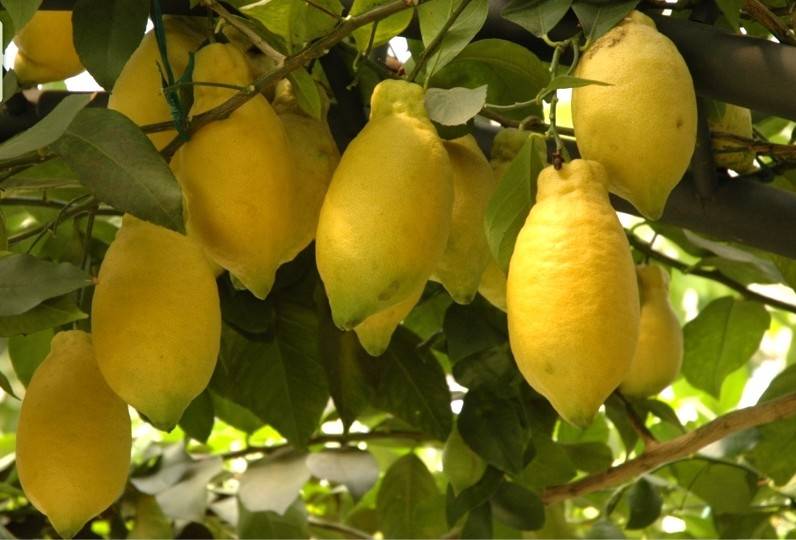 Комнатный лимон: как вырастить из косточки, уход, сорта, фото