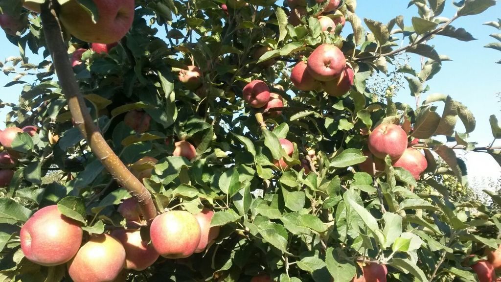 Яблоня прикубанское описание сорта - у дачки