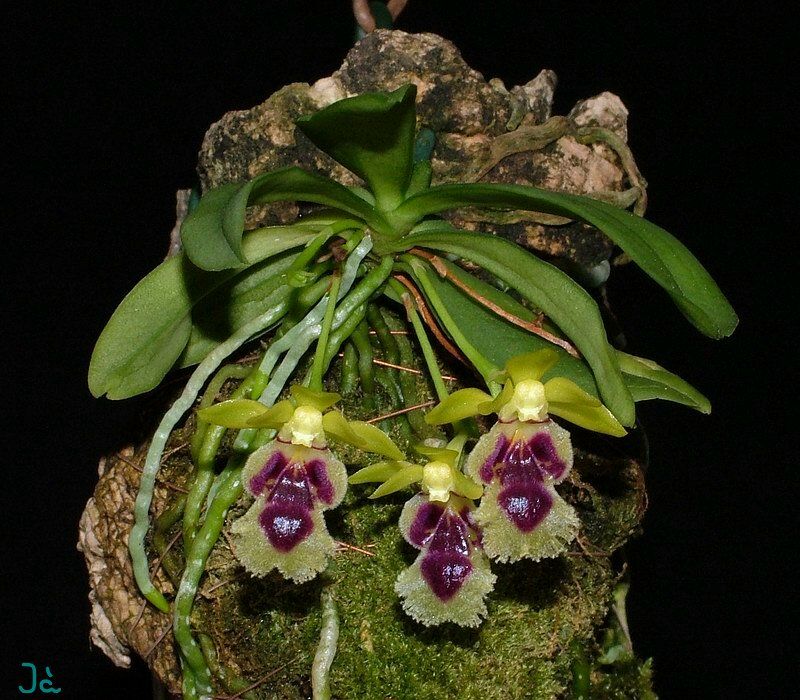 How do you grow haraella retrocalla? – comicsanscancer.com