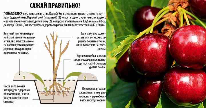 Вишня любская: описание сорта и отзывы, опылители