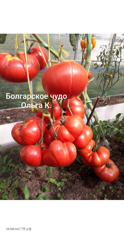 Сорт с огромными плодами — томат болгарское чудо: описание помидоров и секреты их выращивания