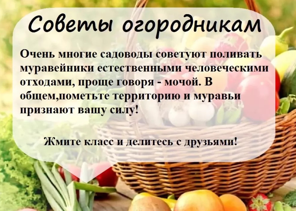 Сортовые томаты на моем огороде. лето 2019 - страна мам