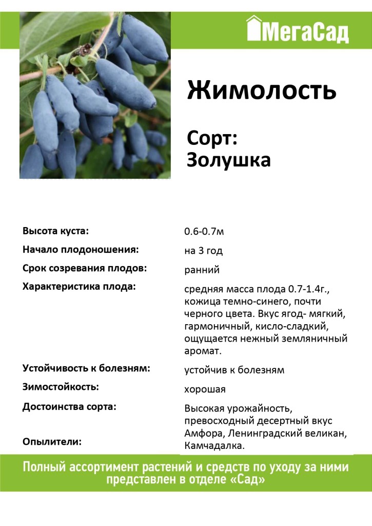 Лучшие сорта жимолости съедобной с описанием и фото