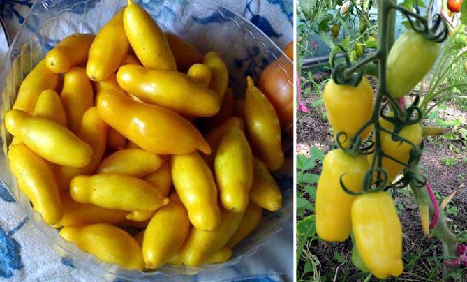 Томат банановые ноги урожайность