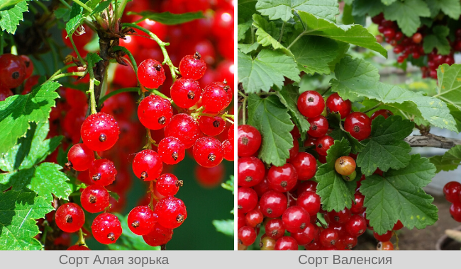 Сорта красной смородины: самые крепкие, сладкие и урожайные