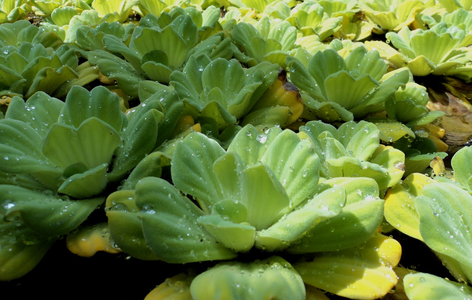 Салат водяной, pistia stratiotes: выращивание и уход