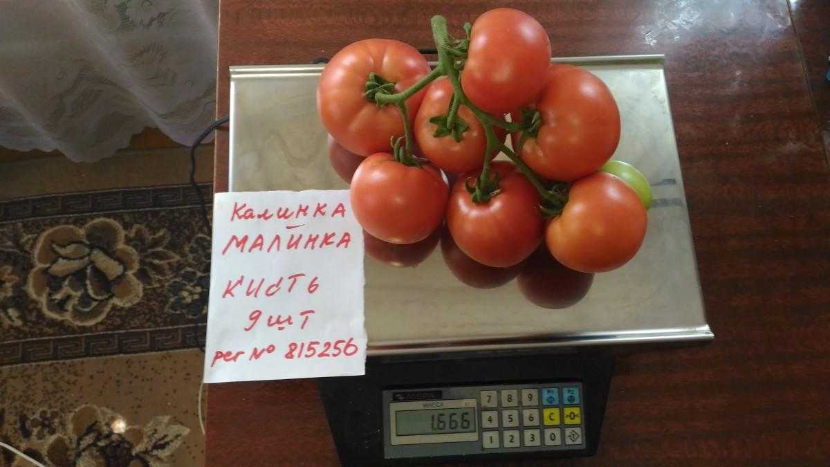Раннеспелые томаты низкорослые и сладкие для открытого грунта