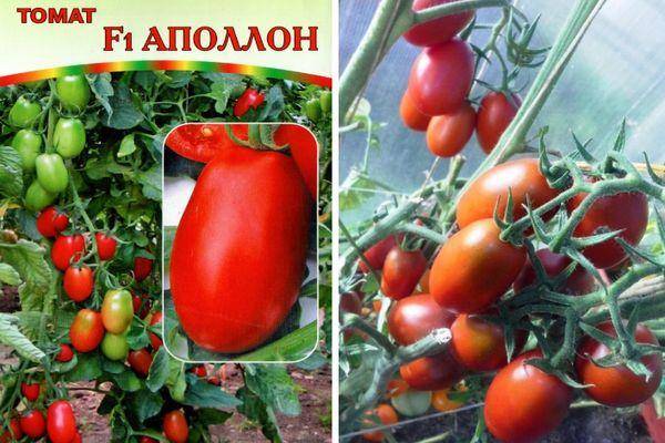 Среднеспелый томат альфонс: описание и характеристика, отзывы, фото, особенности агротехники