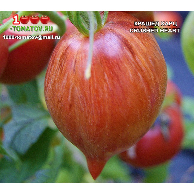 Томат белорусское сердце отзывы фото