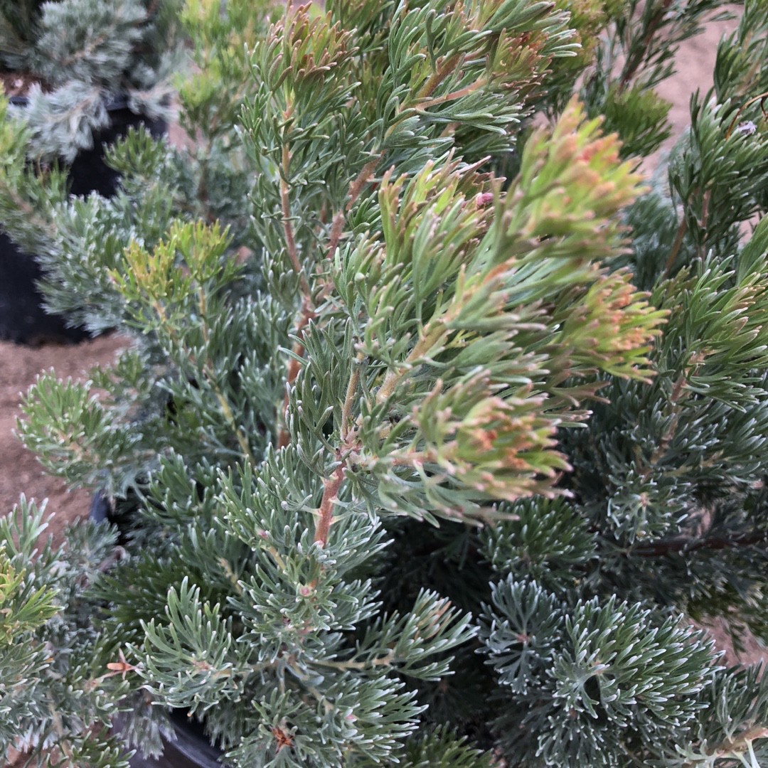 Adenanthos sericeus - albany woolly bush | nurseries online