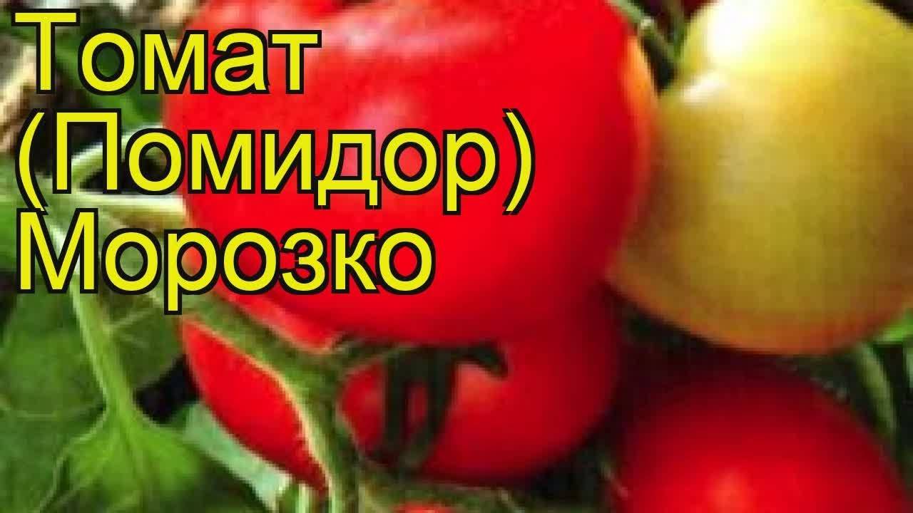 Раннеспелый гибридный сорт томата «морозко», обладающий отличной урожайностью