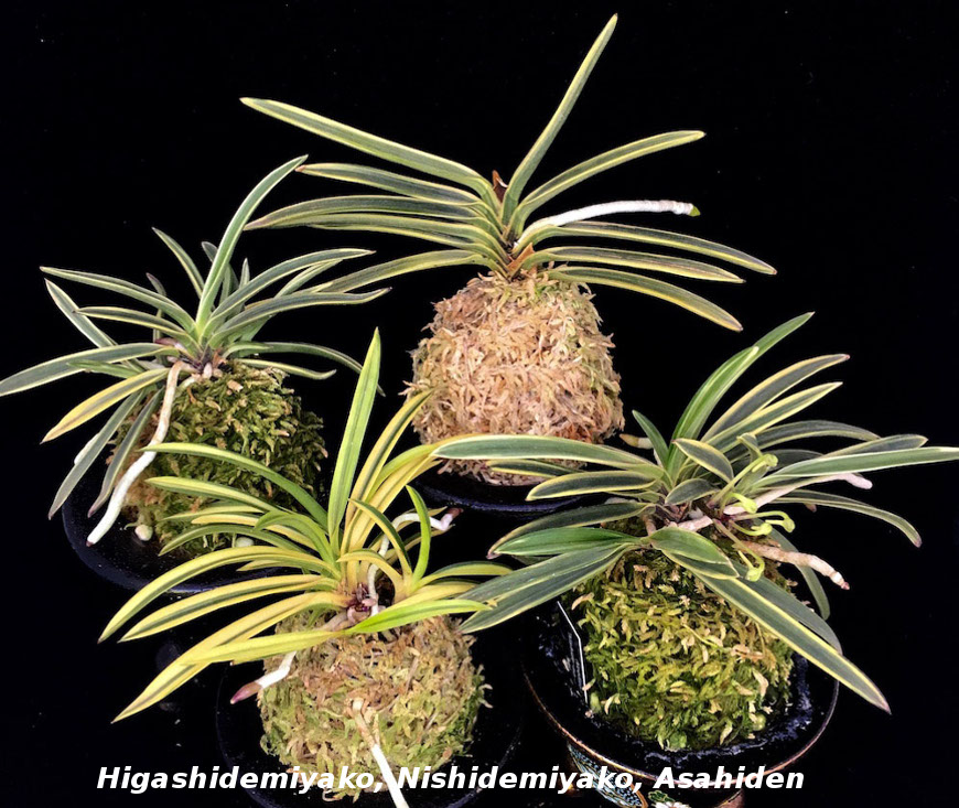 Neofinetia falcata senzai: описание сорта, особенности и уход за растением