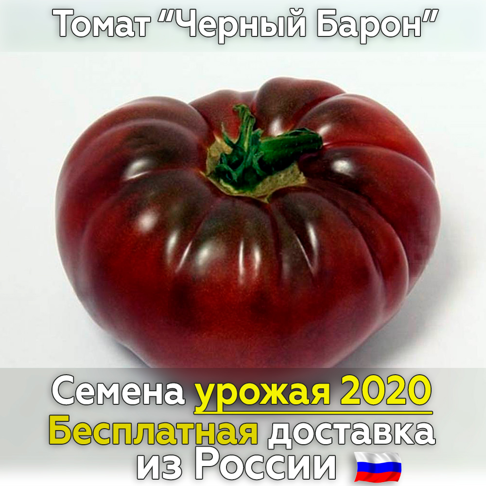 Томат черный барон: характеристика и описание сорта, урожайность, отзывы, фото