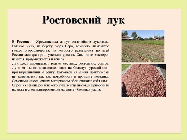 Интересные сорта репчатого лука — floraprice.ru