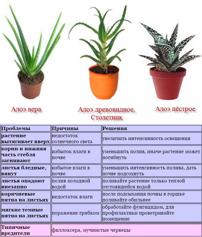 Цветок с тигровым окрасом или алоэ пестрое
