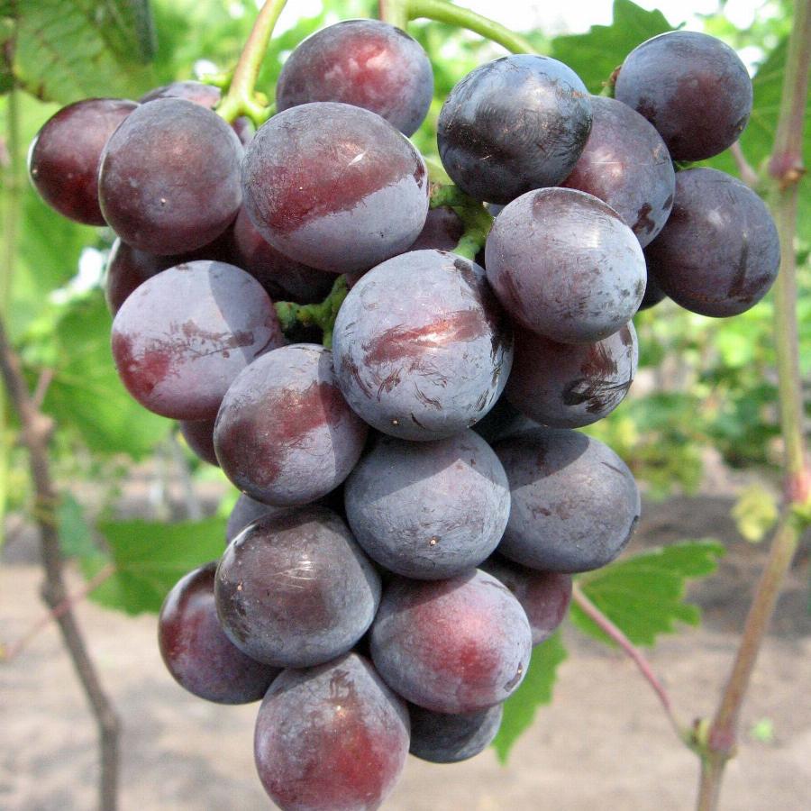 Виноград культурный vitis vinifera