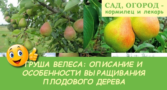 Груша москвичка описание и характеристика сорта, выращивание и уход, отзывы, фото