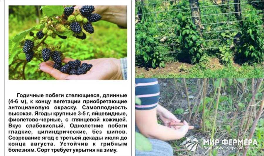 Ежевика: посадка и уход, описание выращивания, свойства, размножение, фото