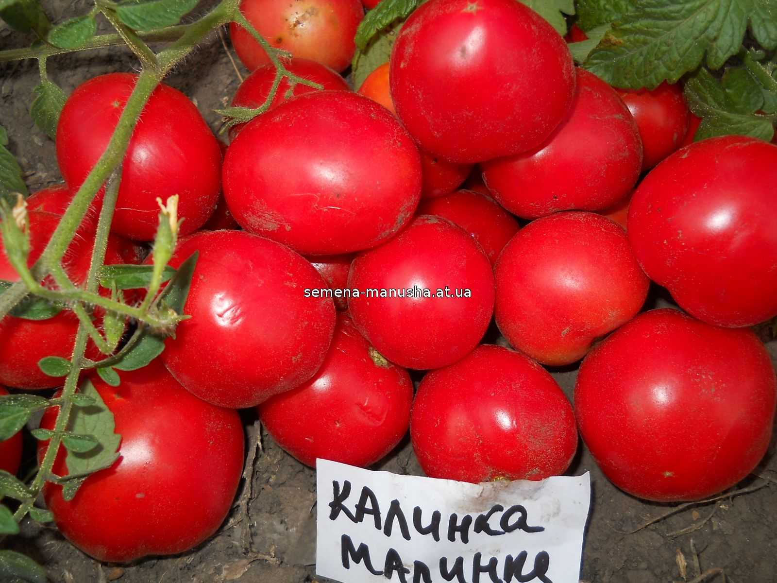 Томат малинка, малинка стар f1, калинка-малинка: описание, фото
