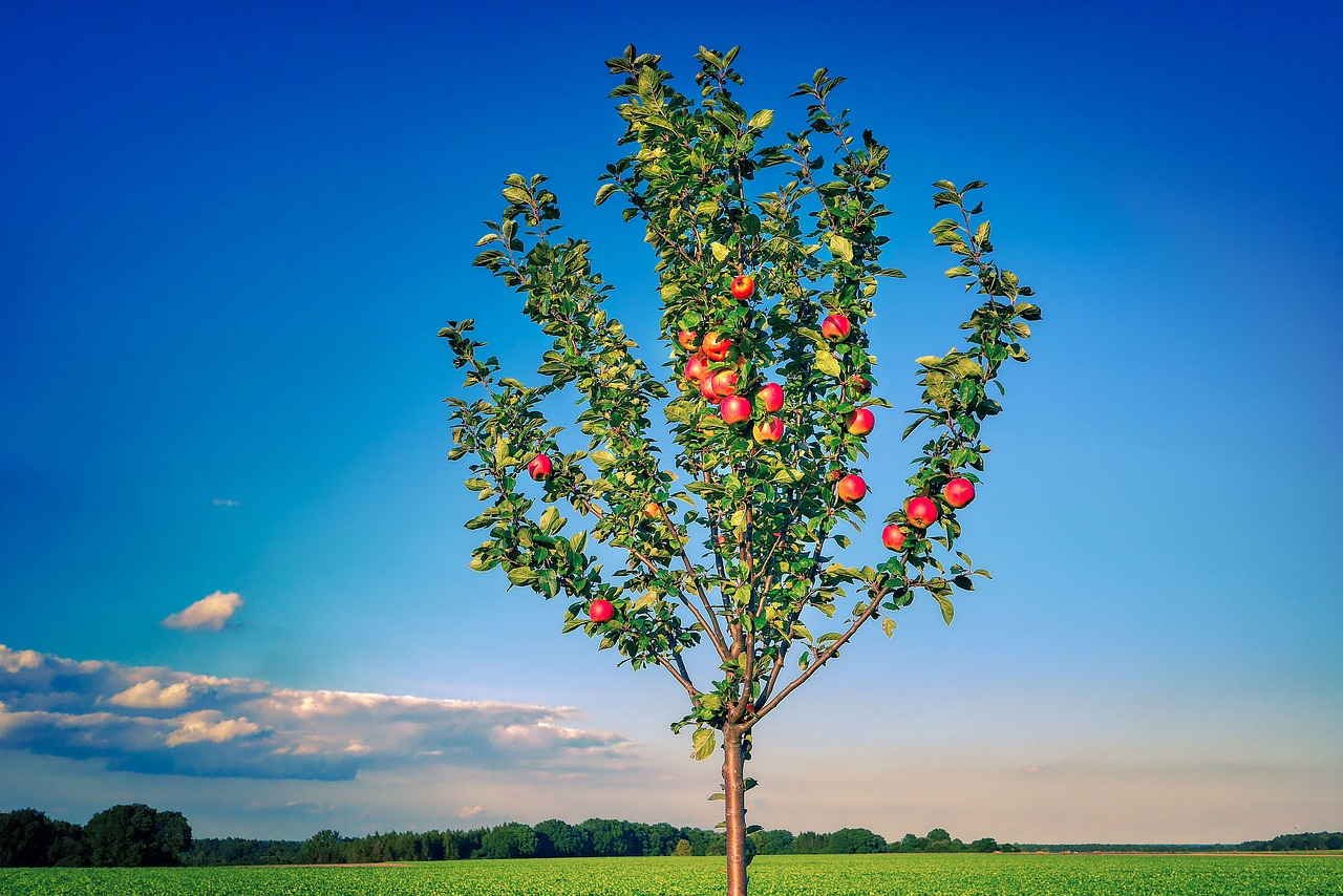 Яблоня лесная - malus silvestris (l.) mill