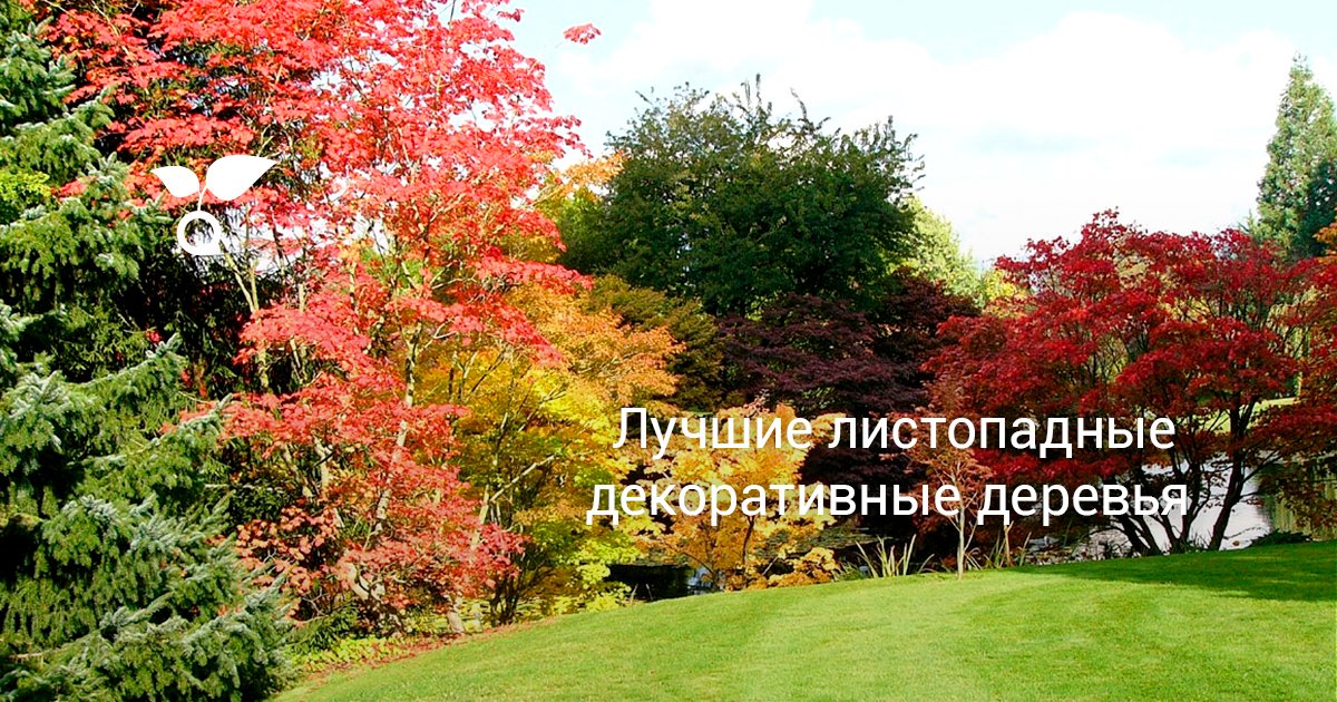 Гледичия: распространение, виды, уход, размножение, болезни
