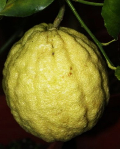 Сорт мандарин citrus reticulata - у дачки