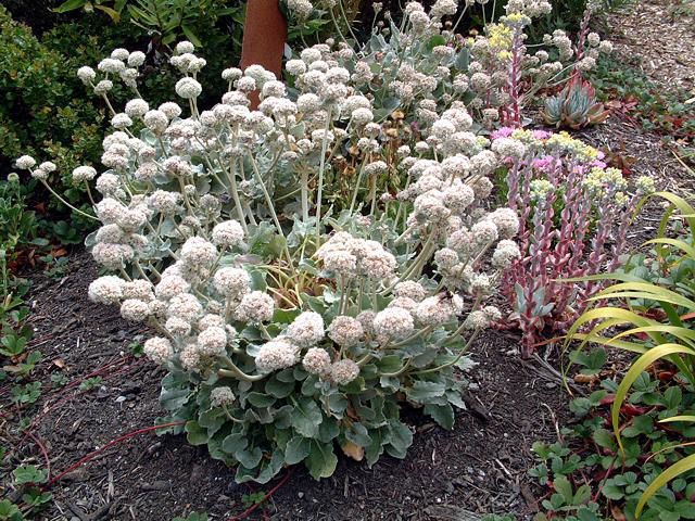 Амми большая (ammi majus). амми фото свойства применение рецепты ами цветы