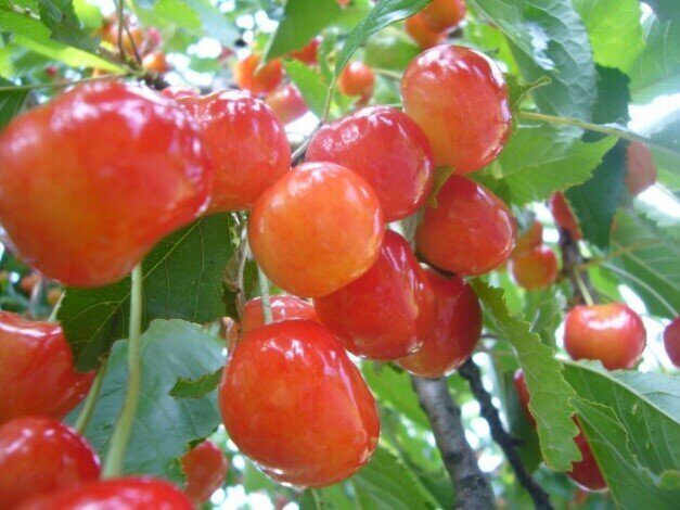 Культурные растения нашей планеты