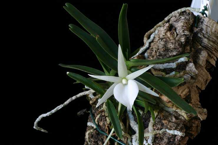 Ангрекум (angraecum). уход, цветение, размножение.