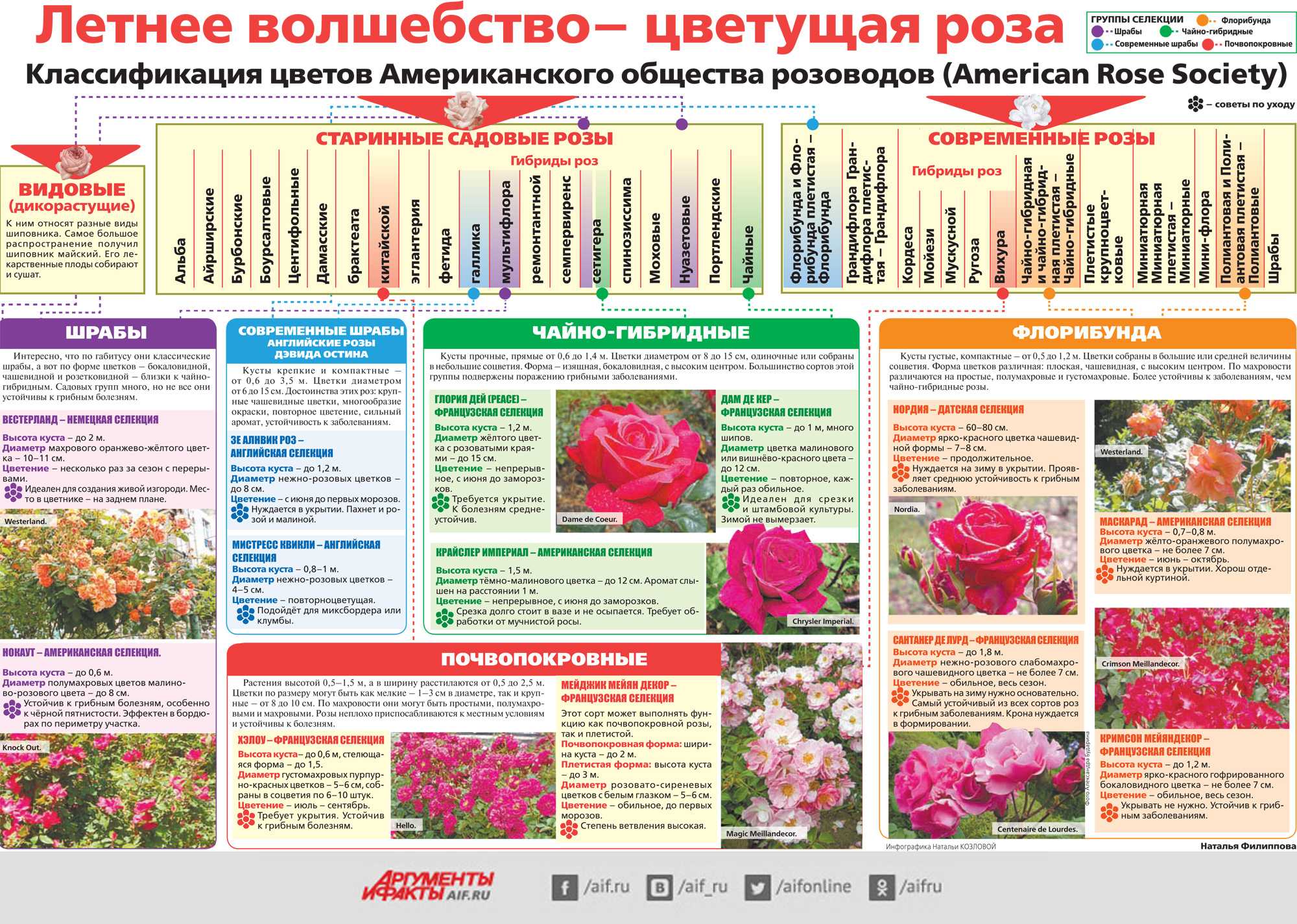 Акант рыцарь выращивание из семян. выращиваем акант на дачном участке