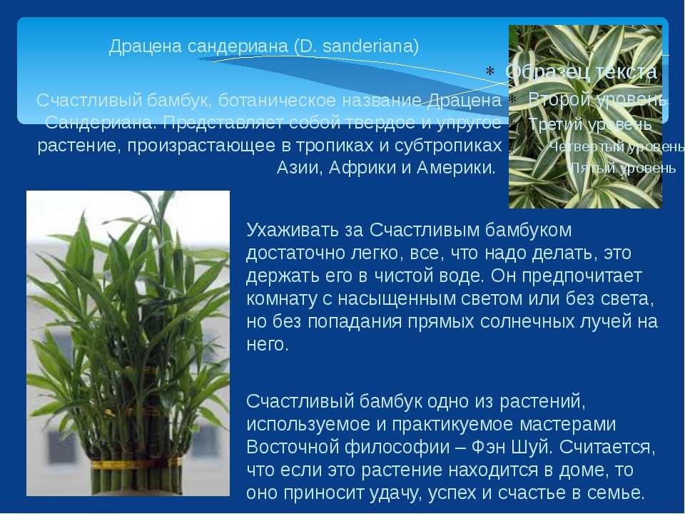 Полезные советы по уходу за драценой брауна в домашних условиях