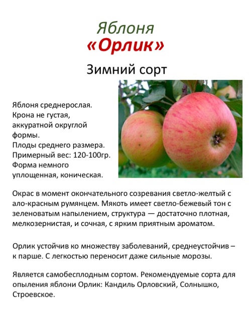Абрикос мелитопольский: описание и характеристики сорта, подвиды, посадка и уход