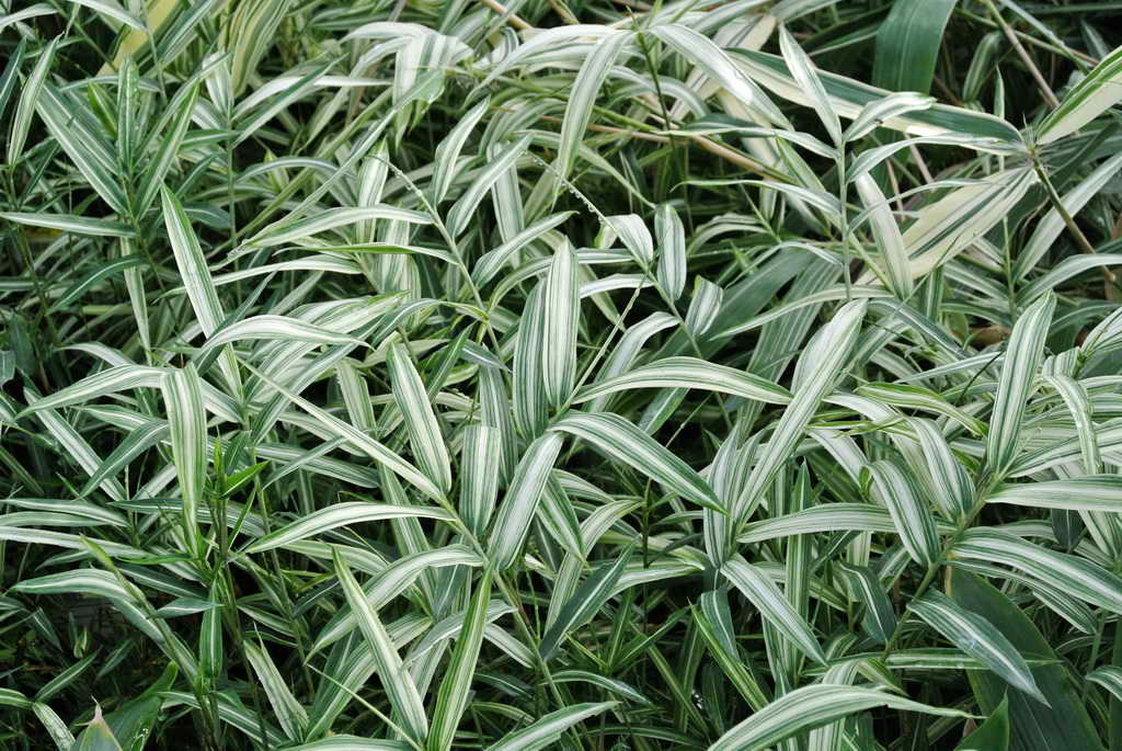 Изолепис (isolepis) — описание, выращивание, фото
