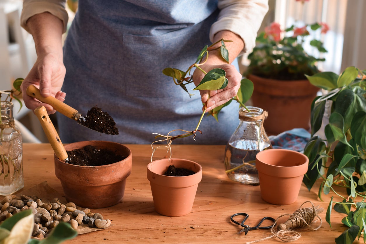 Pothos - devil's ivy (epipremnum aureum): care tips and problem guide
