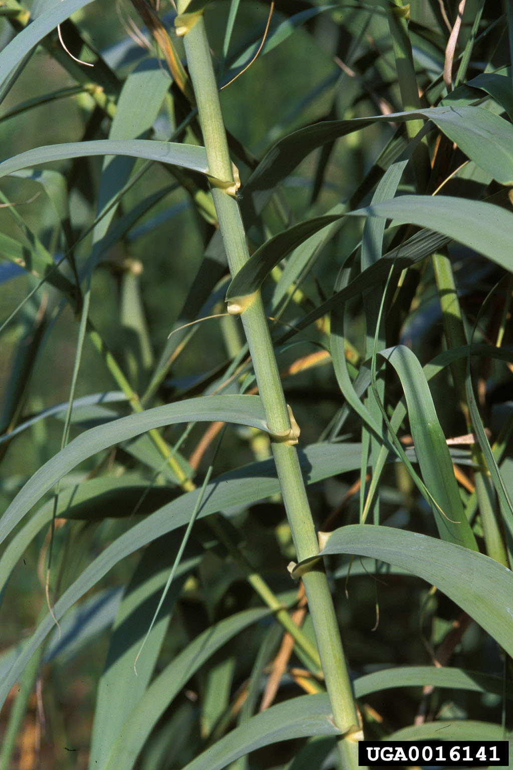 Arundo donax описание, среда обитания и распространение, использование