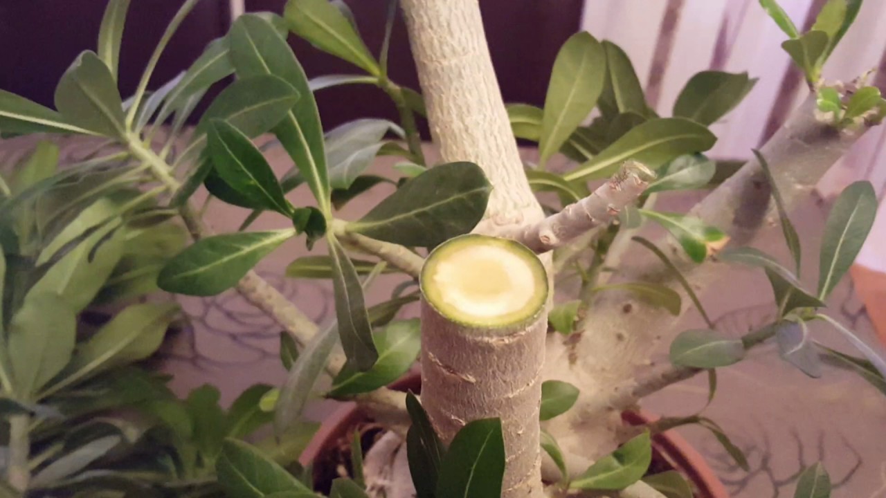 Плюмерия (plumeria). уход, период покоя, размножение в домашних условиях.