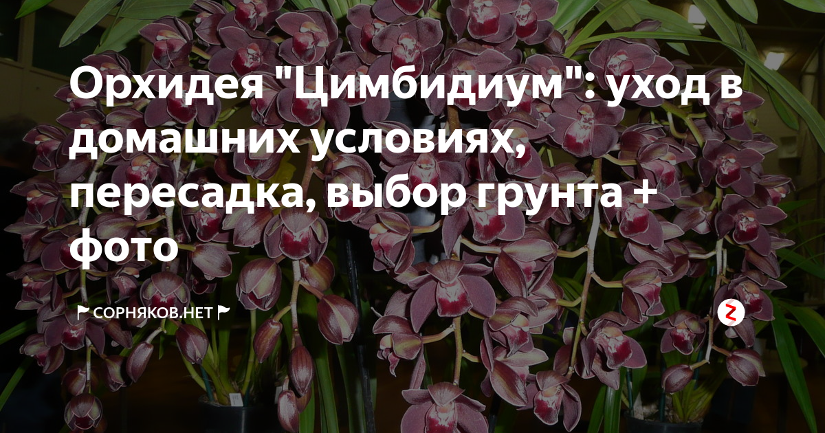 Цимбидиум уход и размножение в домашних условиях фото цветов выращивание и пересадка