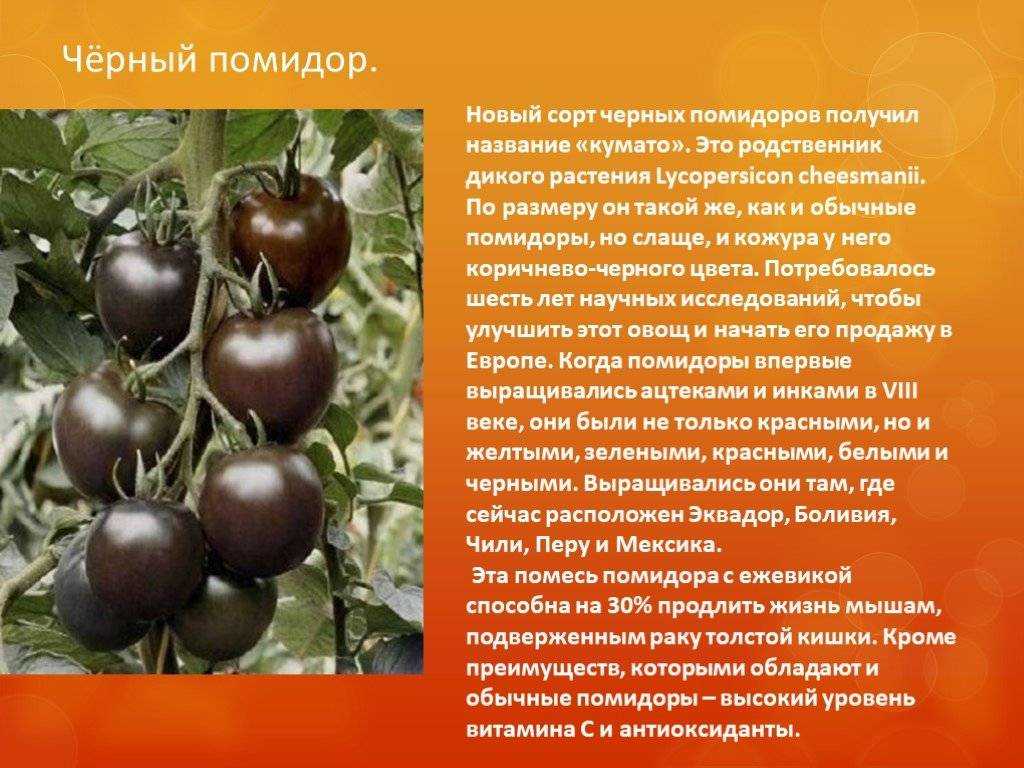 Описание и характеристика сорта Шеф Губерт с фото и отзывами садоводов из разных регионов Высокорослый, экзотический сорт томата для теплиц Помидоры с фиолетовыми плечиками