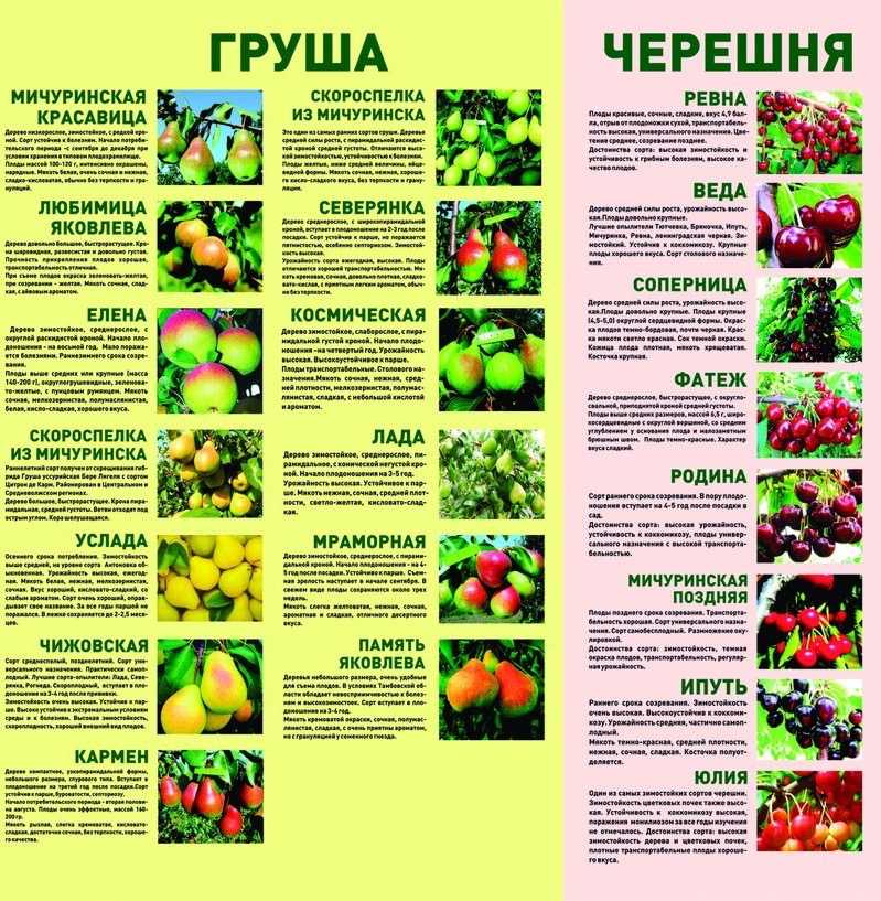 Черешня мичуринская: описание сорта, морозостойкость, опылители, фото, отзывы