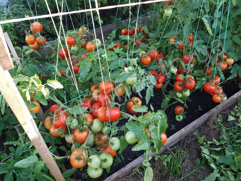 Томат видимо-невидимо: описание сорта, отзывы, фото, урожайность