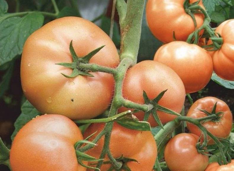 Томат цунами характеристика и описание, отзывы, фото, урожайность сорта