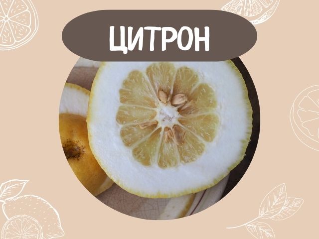 Цитрус — выращивание и уход, покупка