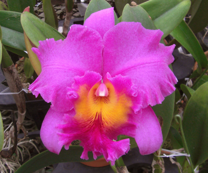 Каттлея фото орхидеи, уход в домашних условиях, пересадка, цветение, полив, размножение