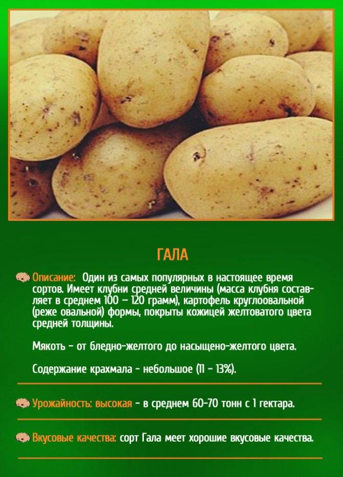 Сорта картофеля для северо-западного региона, в том числе для ленинградской области