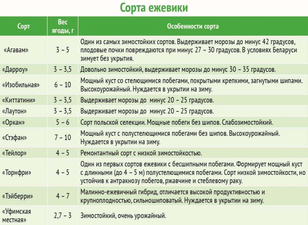 Красная смородина: лучшие сорта с описанием, как выглядят самые сладкие и крупные ягоды, какие подходят для выращивания в подмосковье и других областях