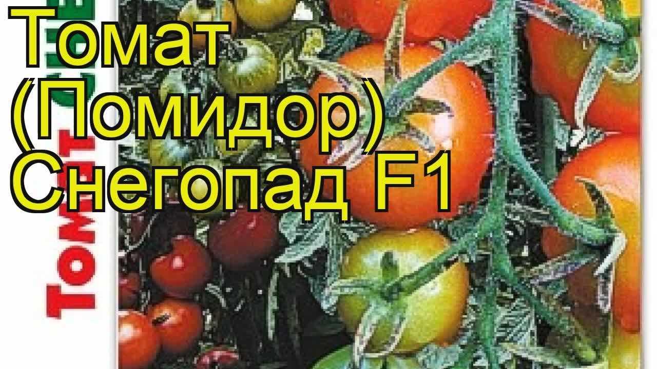 Томат снегопад f1: описание и отзывы, характеристика, урожайность, фото