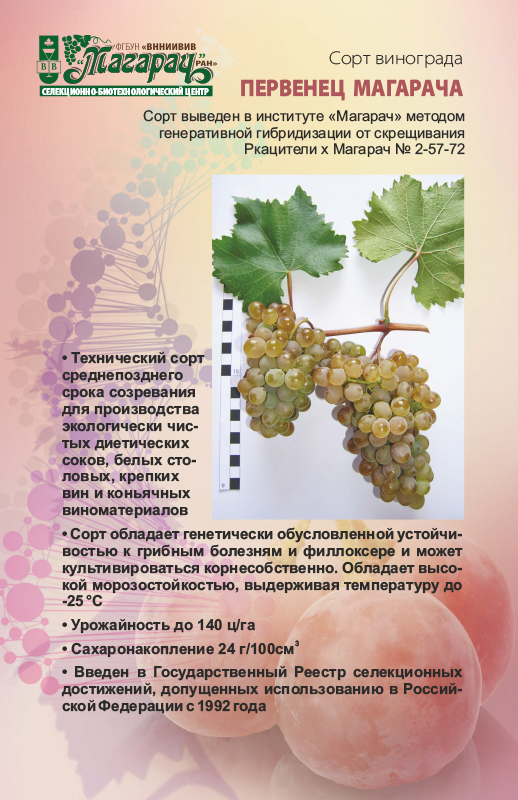 Виноград ранний магарача