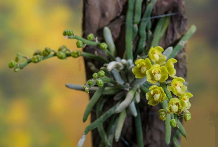 Chiloschista segawae - monaco nature encyclopedia