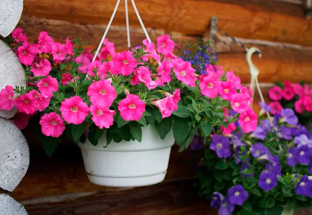 Lepismium cruciforme: boost your hurricane cactus succulents